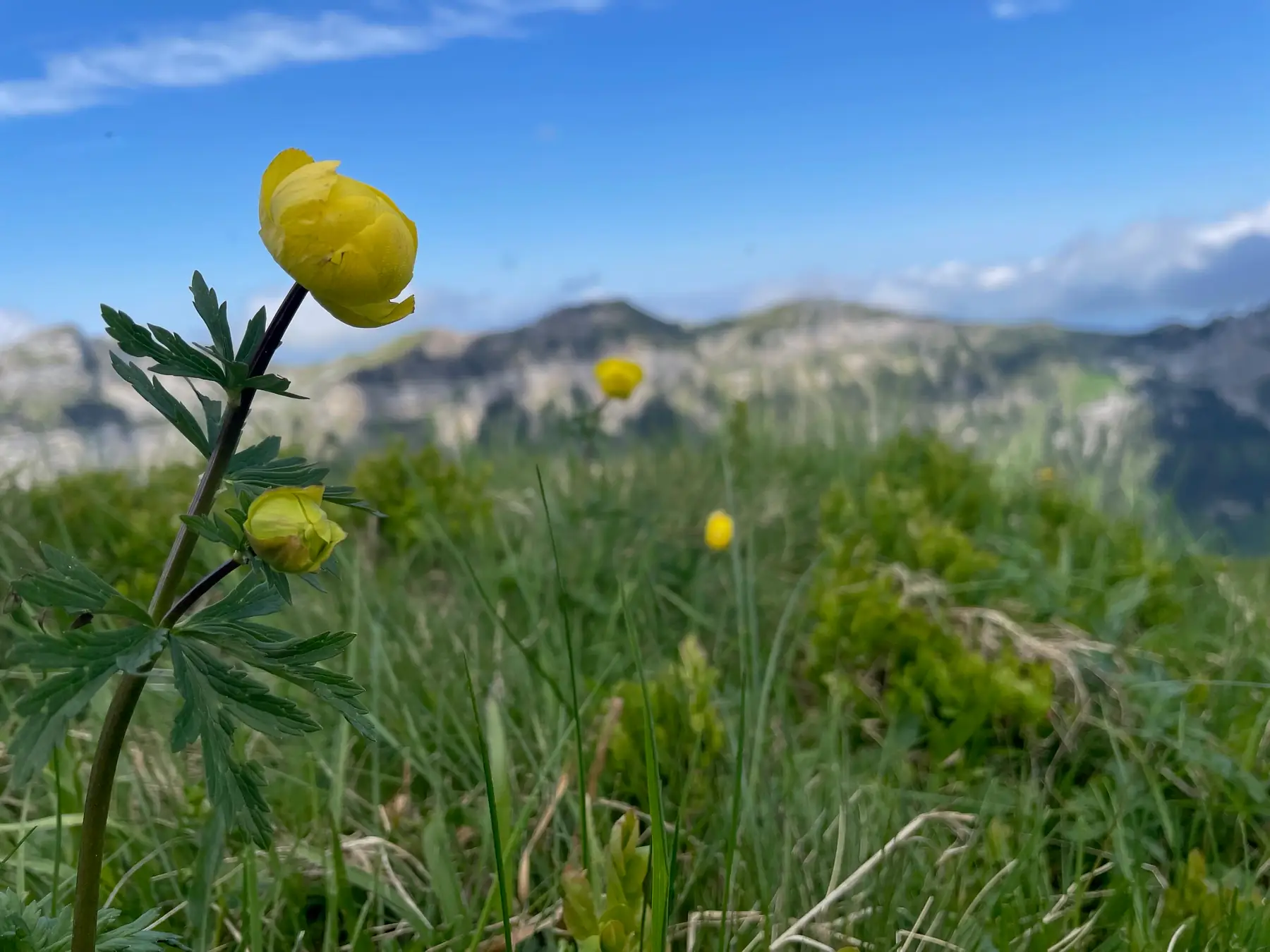 Eine gelbe Trollblume im Vordergrund, dahinter eine Bergwiese und eine Felskette unter blauem Himmel.
